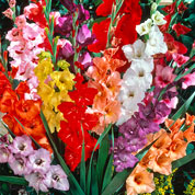 Gladiola Mixed